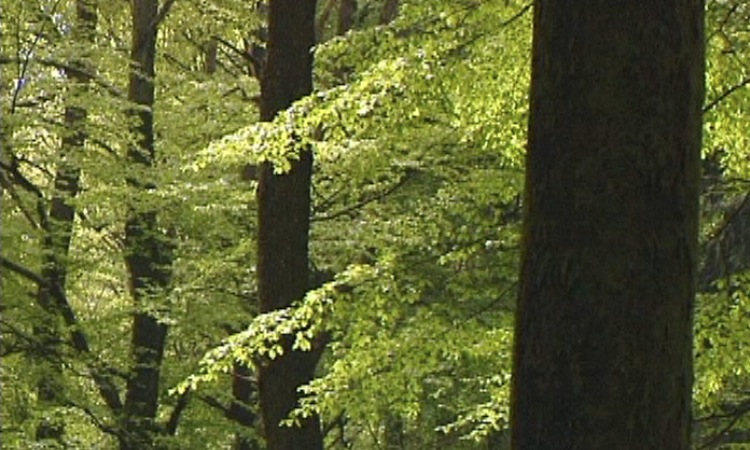 Le bois, une ressource naturelle - La diversité des forêts - 5mn 19s